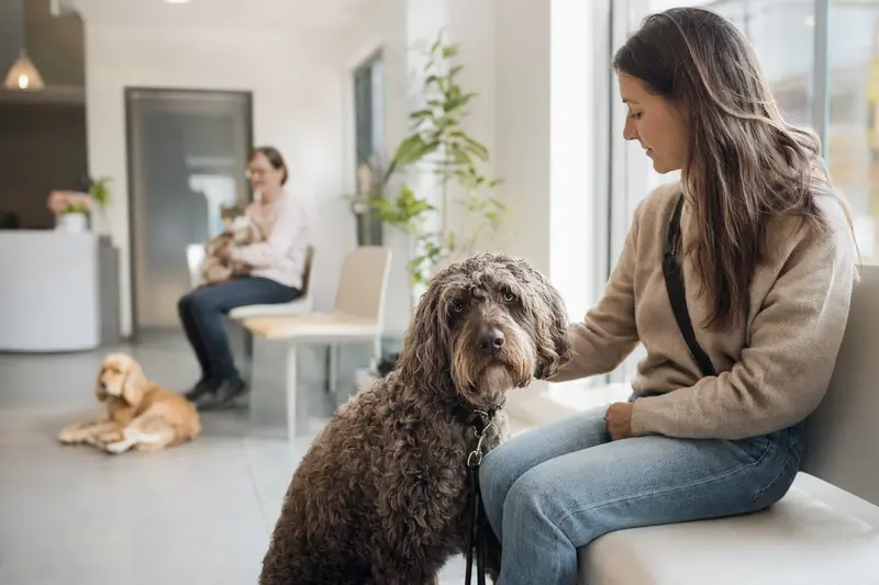 Ein Barbet Hund sitzt ruhig neben seinem Besitzer im hellen Wartezimmer einer modernen Tierarztpraxis.